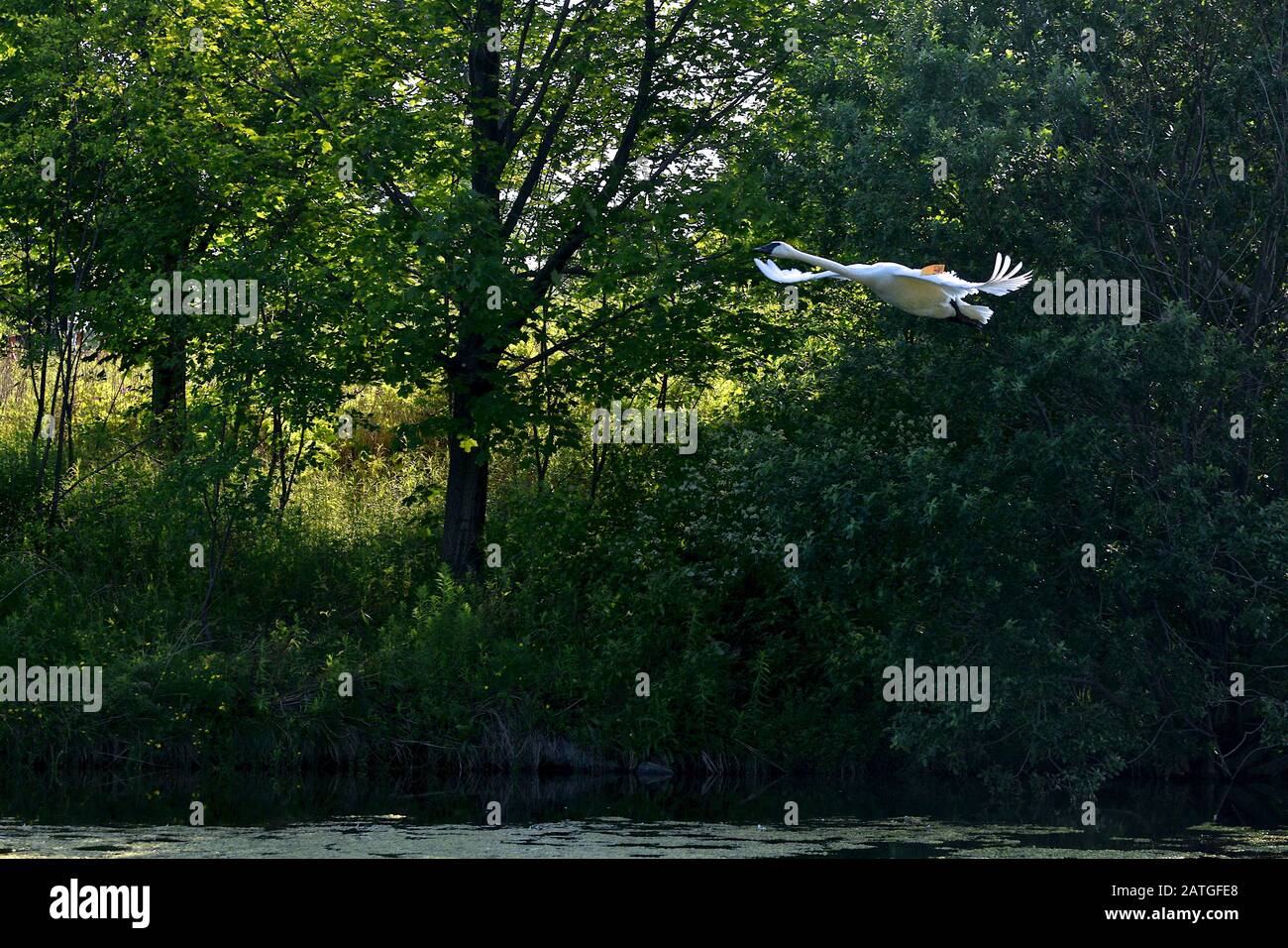 Swan survolant l'étang Banque D'Images