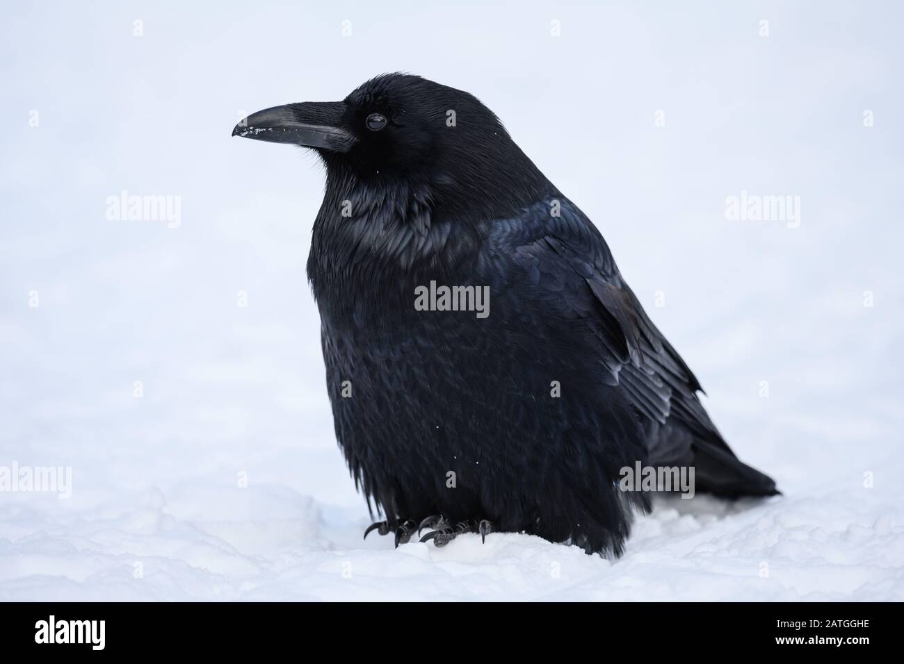 Un corbeau commun (Corvus corax) dans la neige. Yellowstone National Park, Wyoming, États-Unis. Banque D'Images