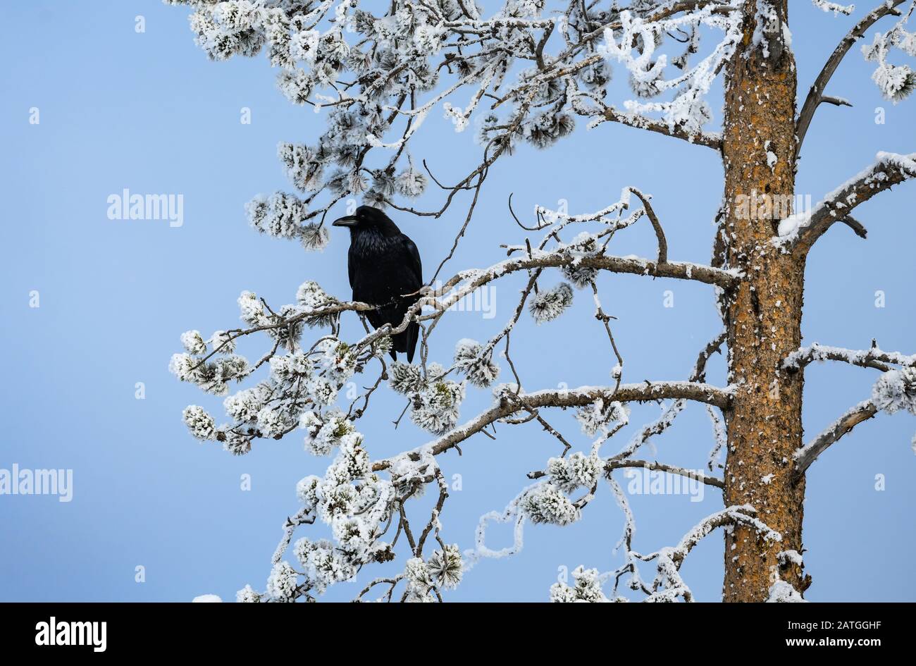 Un corbeau commun (Corvus corax) sur le pin couvert de neige. Yellowstone National Park, Wyoming, États-Unis. Banque D'Images