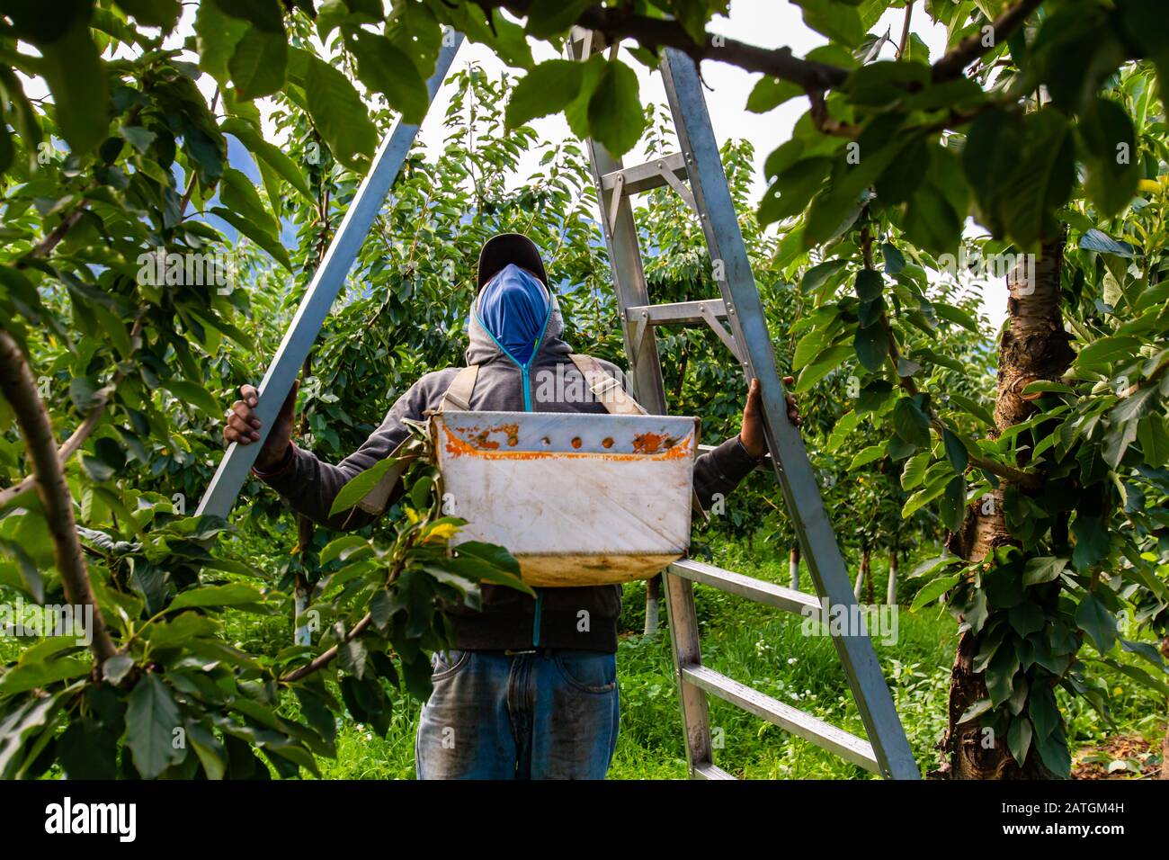 Un travailleur migrant prépare une échelle de cueillette de fruits et se prépare à cueillir des cerises douces. Récolte dans le verger de cerisier Banque D'Images Un travailleur migrant prépare une échelle de cueillette de fruits et se prépare à cueillir des cerises douces. Récolte dans le verger de cerisier Banque D'Images