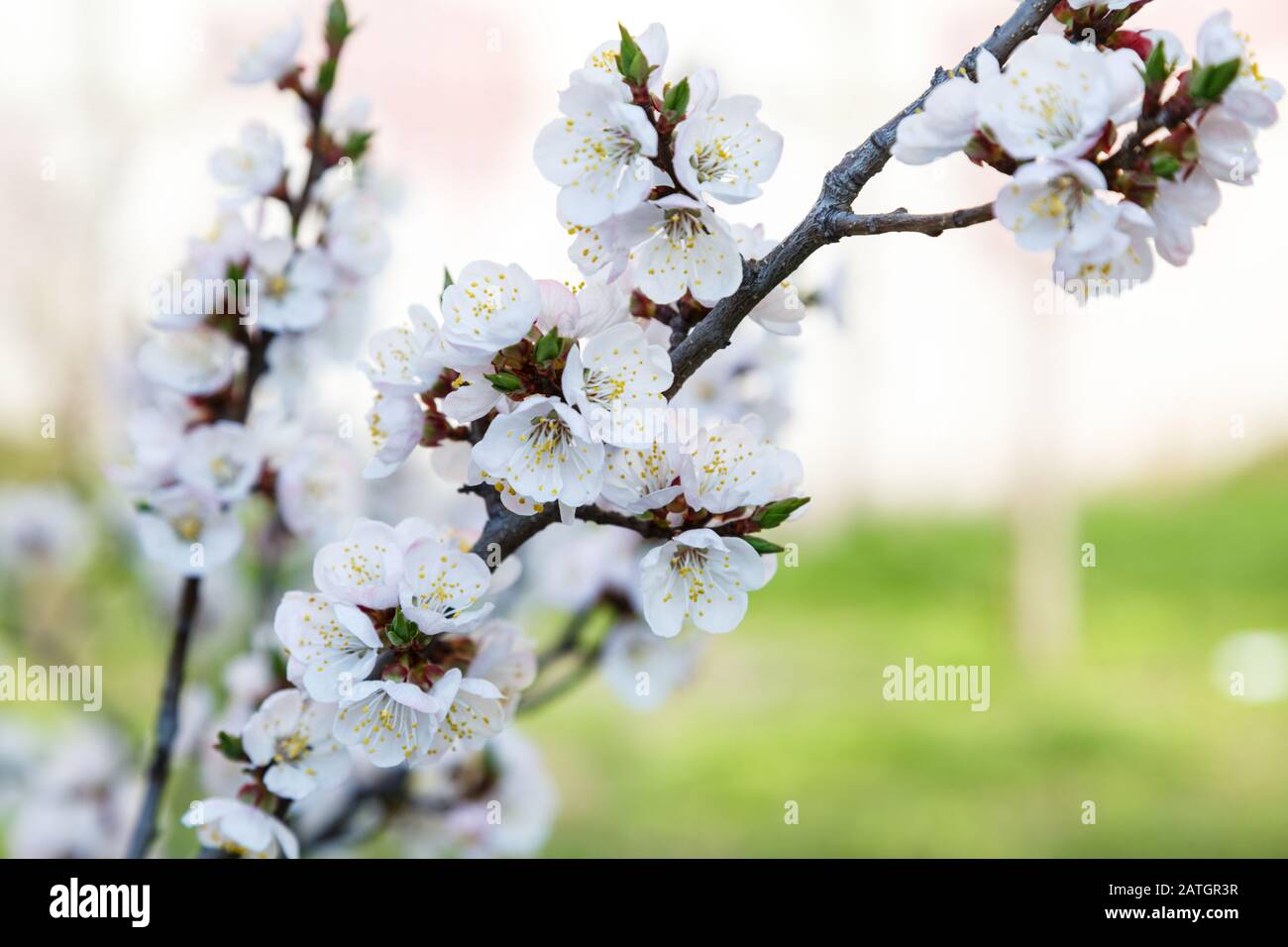 Les cerisiers en fleurs au printemps. Branches Sakura avec la lumière du soleil. Nature fond Banque D'Images