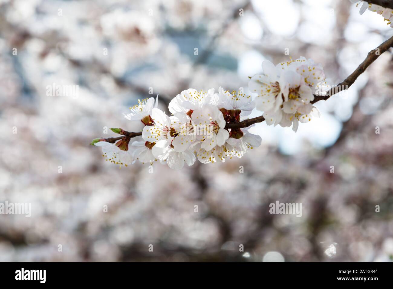 Les cerisiers en fleurs au printemps. Branches Sakura avec la lumière du soleil. Nature fond Banque D'Images