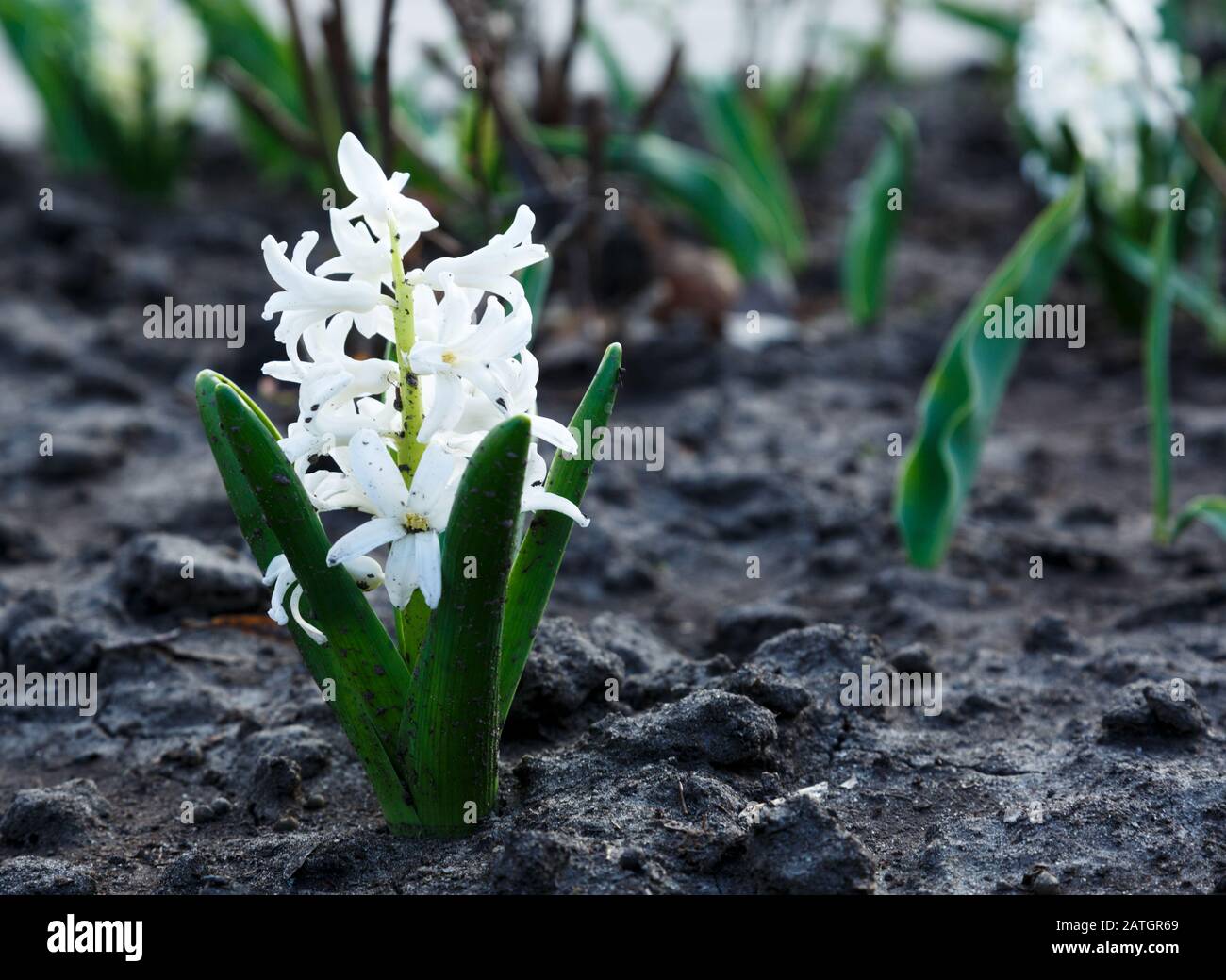 La jacinthe blanche ou la jacinthus, fleurs en pleine floraison dans le  jardin de printemps près. Jacinthes fleuris. Printemps, fond de la nature  Photo Stock - Alamy