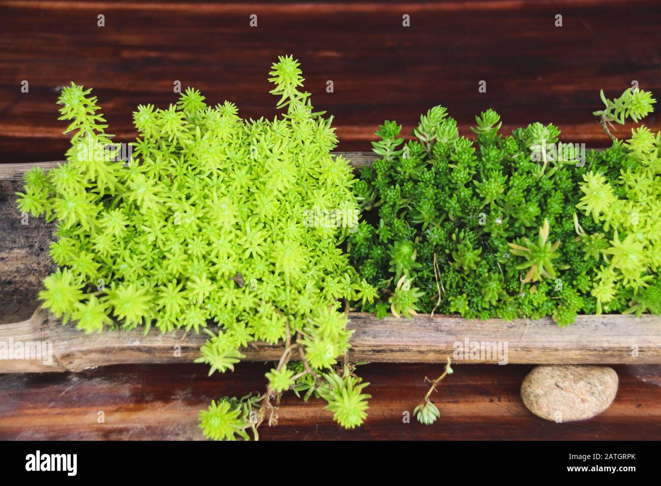 Un excellent sedum vert, appelé grès comme micro-verdure dans la maison pour une décoration de thème de printemps Banque D'Images