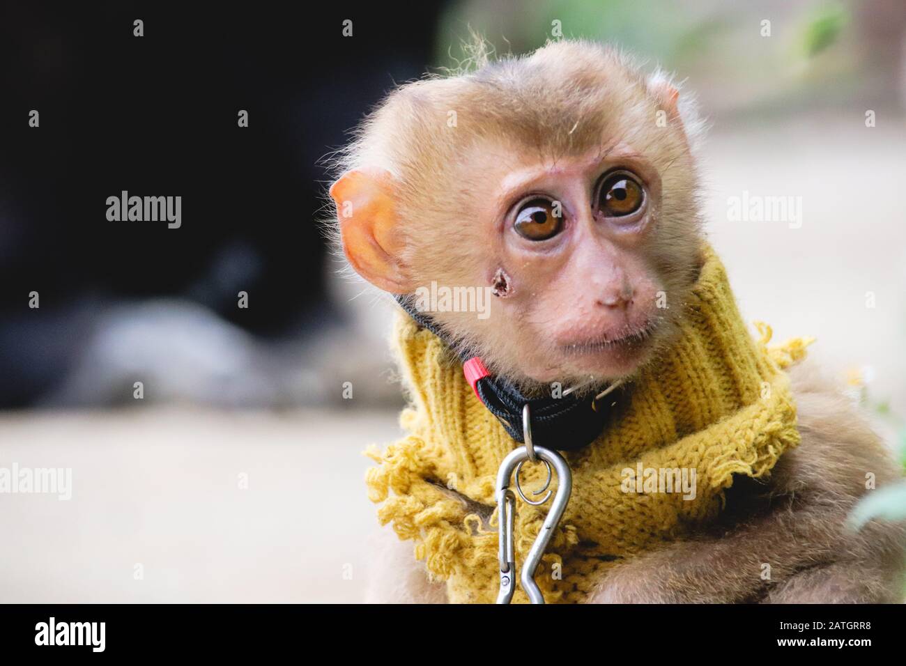Un petit singe traditionnellement maintenu chainé comme animaux de compagnie pour la bonne chance selon la culture et la Tradition vietnamiennes Banque D'Images