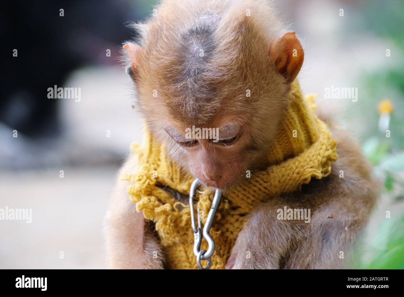Un petit singe traditionnellement maintenu chainé comme animaux de compagnie pour la bonne chance selon la culture et la Tradition vietnamiennes Banque D'Images
