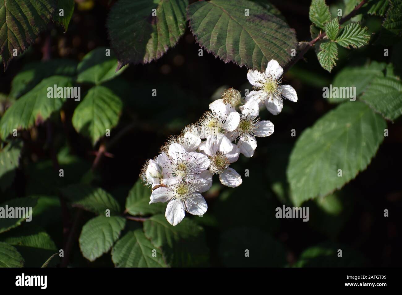 Les fleurs blanches d'une plante sauvage de blackberry Himalaya (Rubus armeniacus) en fleur le long des rives de Slough Struve à Watsonville, Californie. Banque D'Images