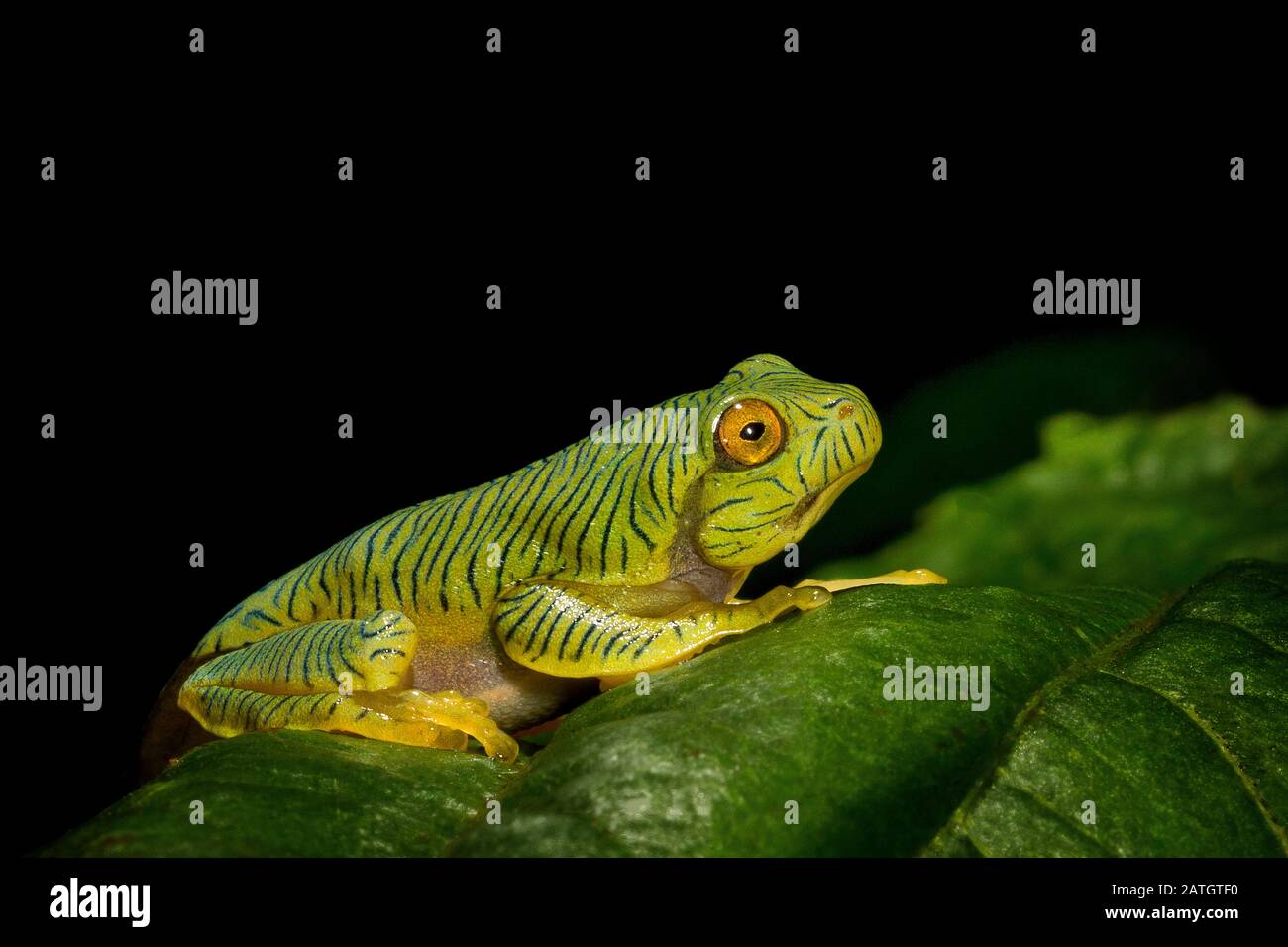 Rhacophorus pseudomalabaaricus type de grenouille volante endémique aux collines d'Anaïmalai des états du Tamil Nadu et du Kerala, Inde. Banque D'Images