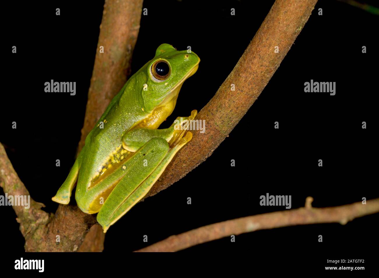 Rhacophorus pseudomalabaaricus type de grenouille volante endémique aux collines d'Anaïmalai des états du Tamil Nadu et du Kerala, Inde. Banque D'Images