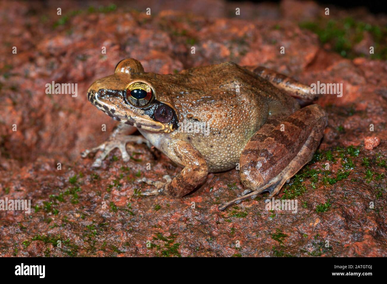 Indirana Espèces Frog, Amboli, Inde Banque D'Images
