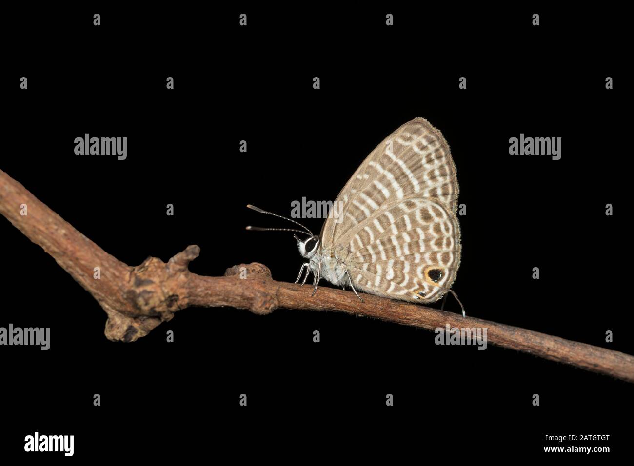 Six Lignes Transparentes Papillon Bleu, Nacaduba Kurava, Amboli, Inde Banque D'Images