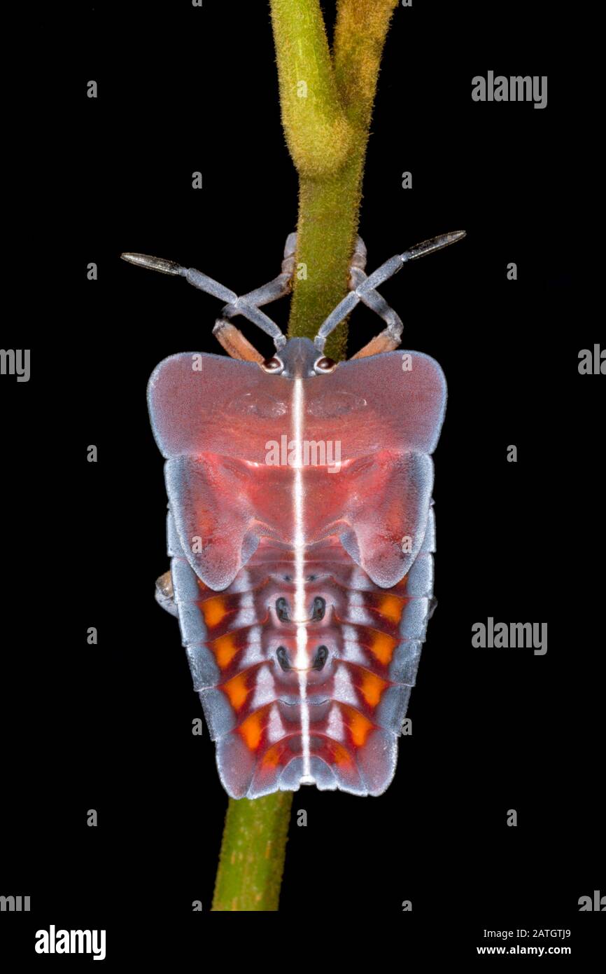 Les Tessaratomides ressemblent à de grands insectes de stink et sont parfois très colorés, Amboli, Inde Banque D'Images