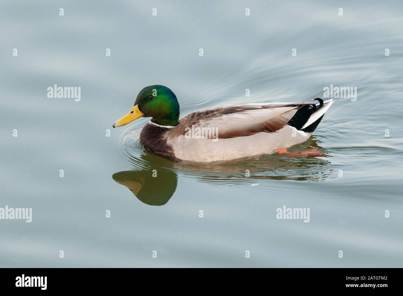 Mallard, canard, Anas platyrhynchos, Jamnagar, Inde Banque D'Images