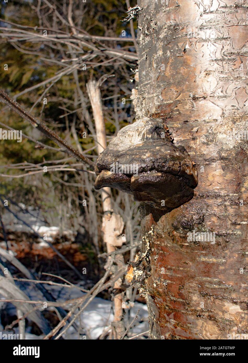 Un champignon Tinder Conk humide et couvert de sève, Fomes fomentarius, qui pousse sur un bouleau rouge, dans les montagnes le long de Threemile Creek, Troy, Montana. Banque D'Images