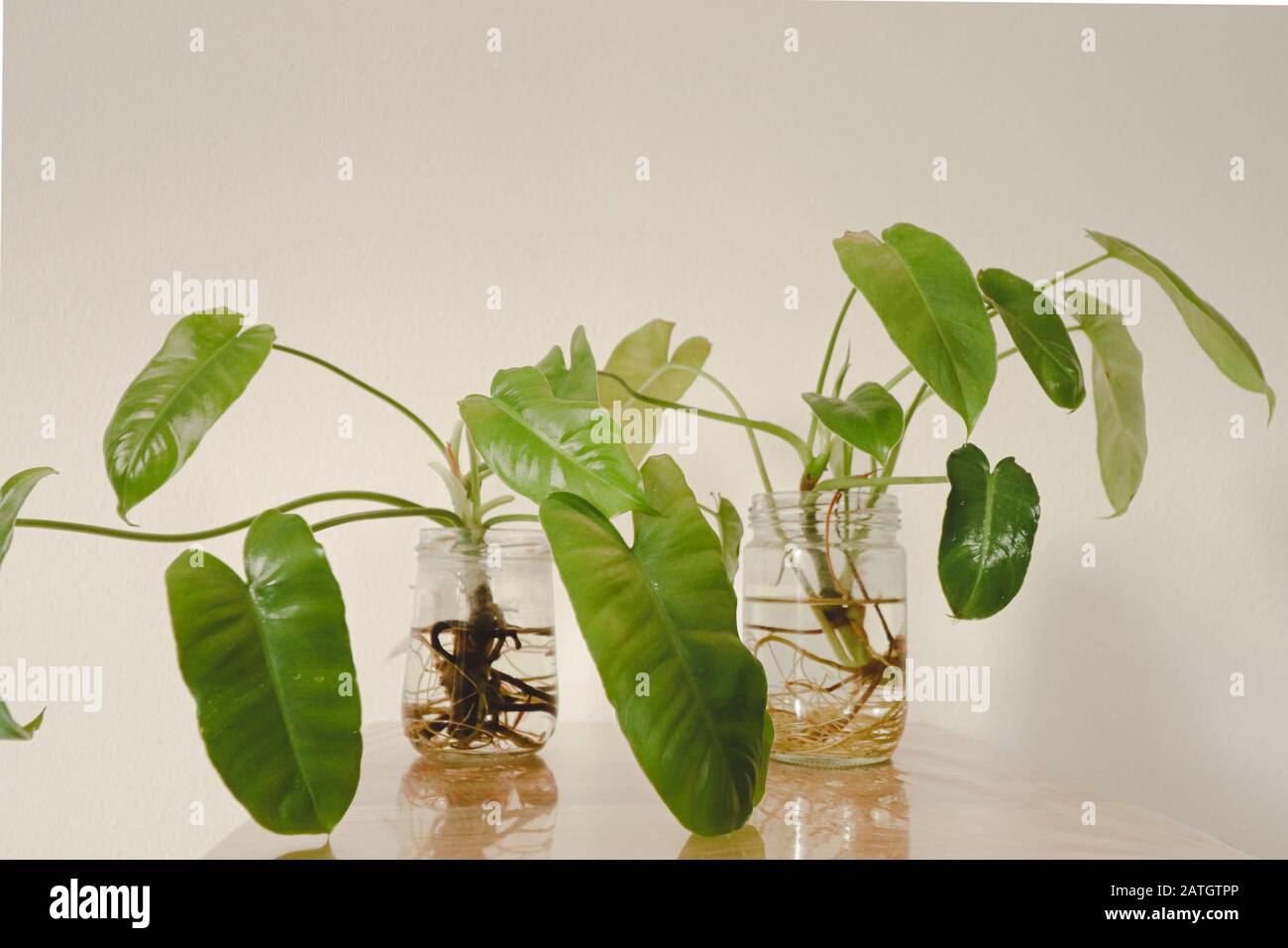 Philodendron domesticum ou philodendron spadelef dans des pots en verre réutilisés comme décoration maison simple et durable inspirée par Springtime Banque D'Images