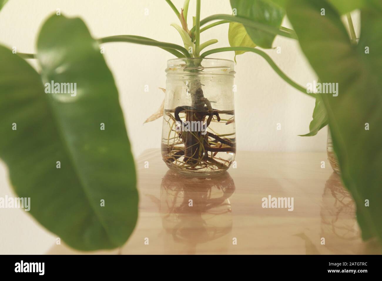 Philodendron domesticum ou philodendron spadelef dans des pots en verre réutilisés comme décoration maison simple et durable inspirée par Springtime Banque D'Images