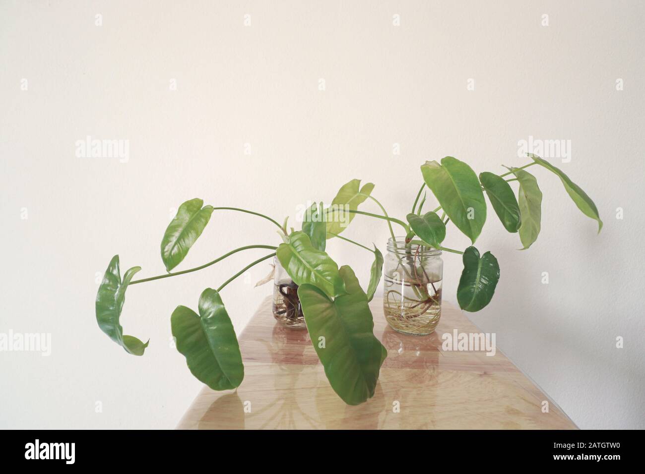 Philodendron domesticum ou philodendron spadelef dans des pots en verre réutilisés comme décoration maison simple et durable inspirée par Springtime Banque D'Images