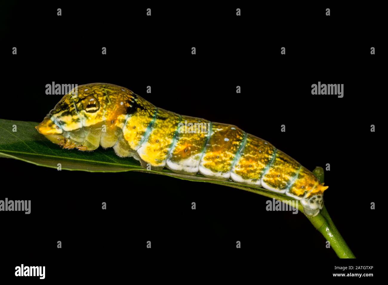 Alabar Raven Caterpillar, Amboli, Inde Banque D'Images