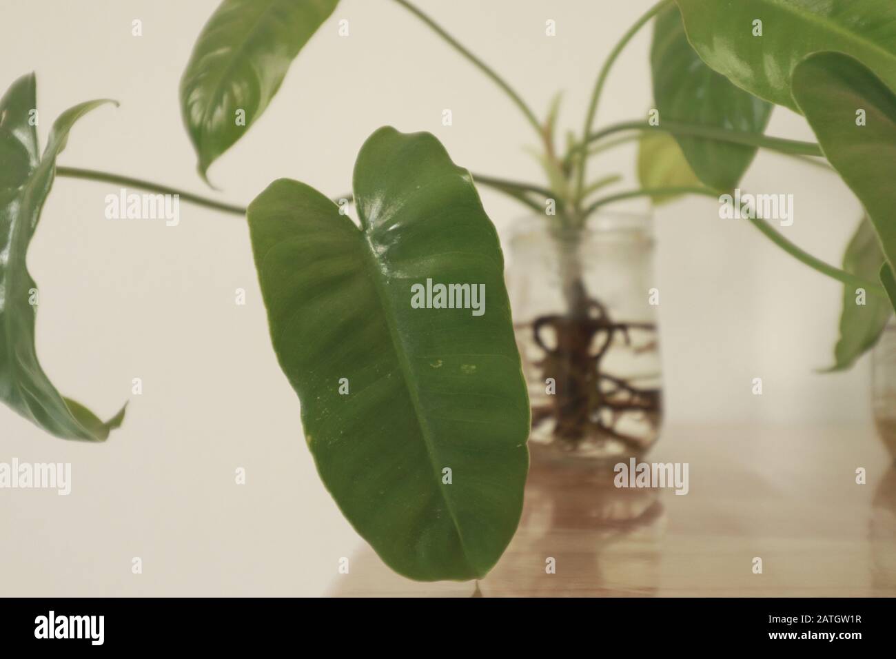 Philodendron domesticum ou philodendron spadelef dans des pots en verre réutilisés comme décoration maison simple et durable inspirée par Springtime Banque D'Images