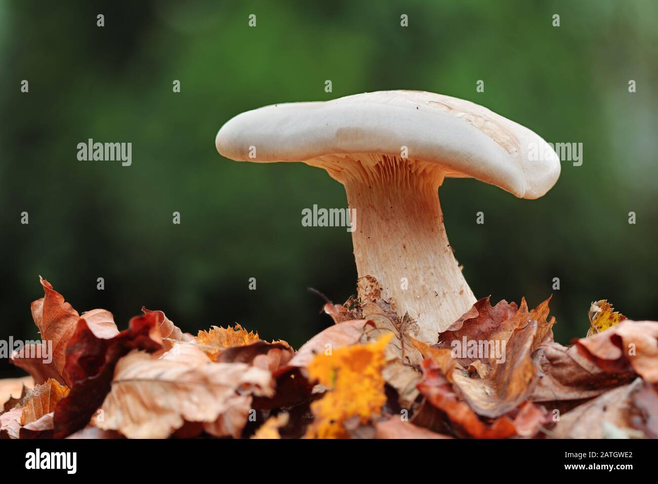Champignons de nature verte Banque D'Images