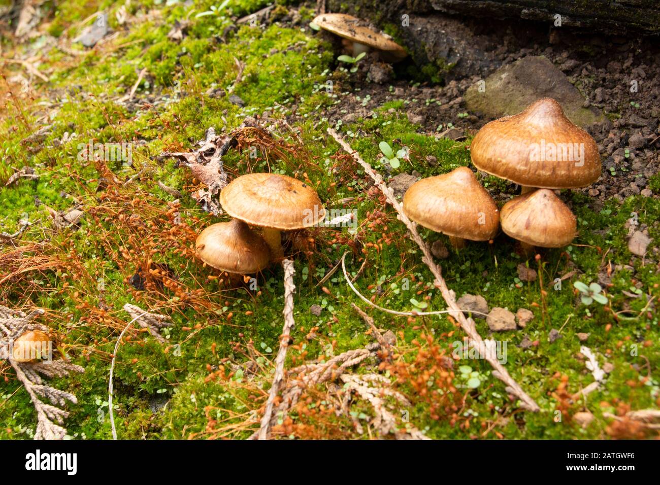 Inocybe cf. Lacera. Champignons Fibrecap déchirés, qui poussent dans la mousse, sous des feuillus et des conifères mixtes, le long de la rivière Bull, dans le comté de Sanders, Montana. Banque D'Images