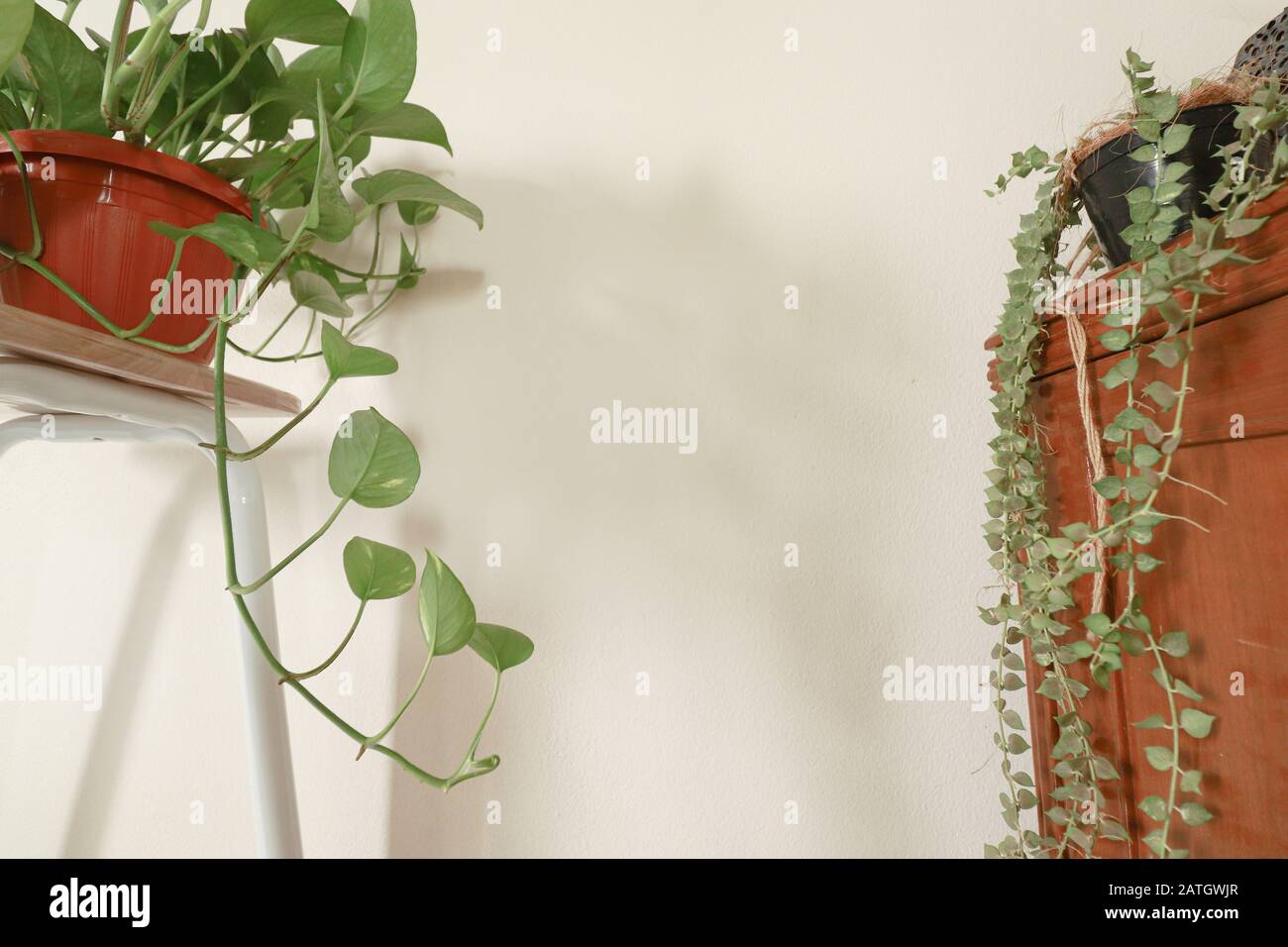 Décoration simple et fraîche de la maison pour le printemps utilisant des plantes ménagères pour créer un calmant et sexe neutre espace de vie Banque D'Images