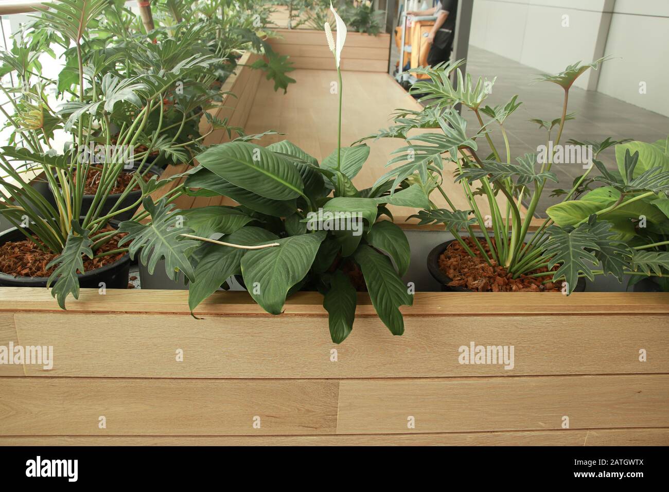 Les usines de Philodendron qui sont un choix populaire pour la décoration de la maison pour le printemps ou pour créer un espace de maison neutre et relaxant Banque D'Images
