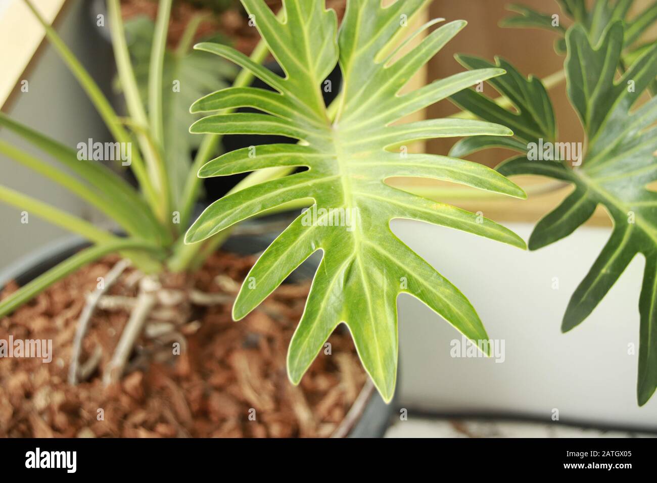 Les usines de Philodendron qui sont un choix populaire pour la décoration de la maison pour le printemps ou pour créer un espace de maison neutre et relaxant Banque D'Images