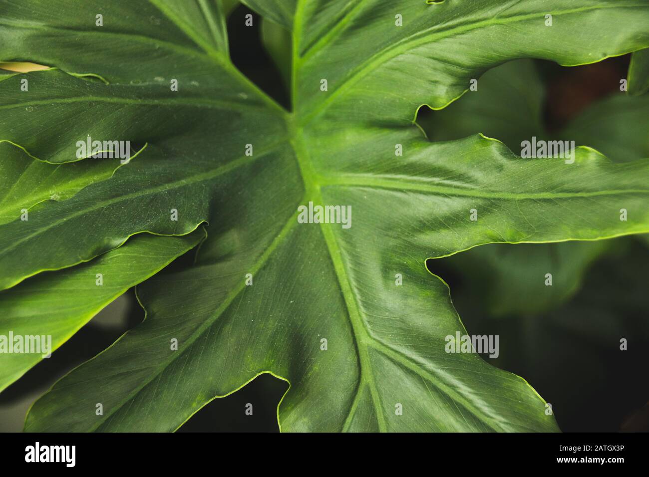 Les usines de Philodendron qui sont un choix populaire pour la décoration de la maison pour le printemps ou pour créer un espace de maison neutre et relaxant Banque D'Images