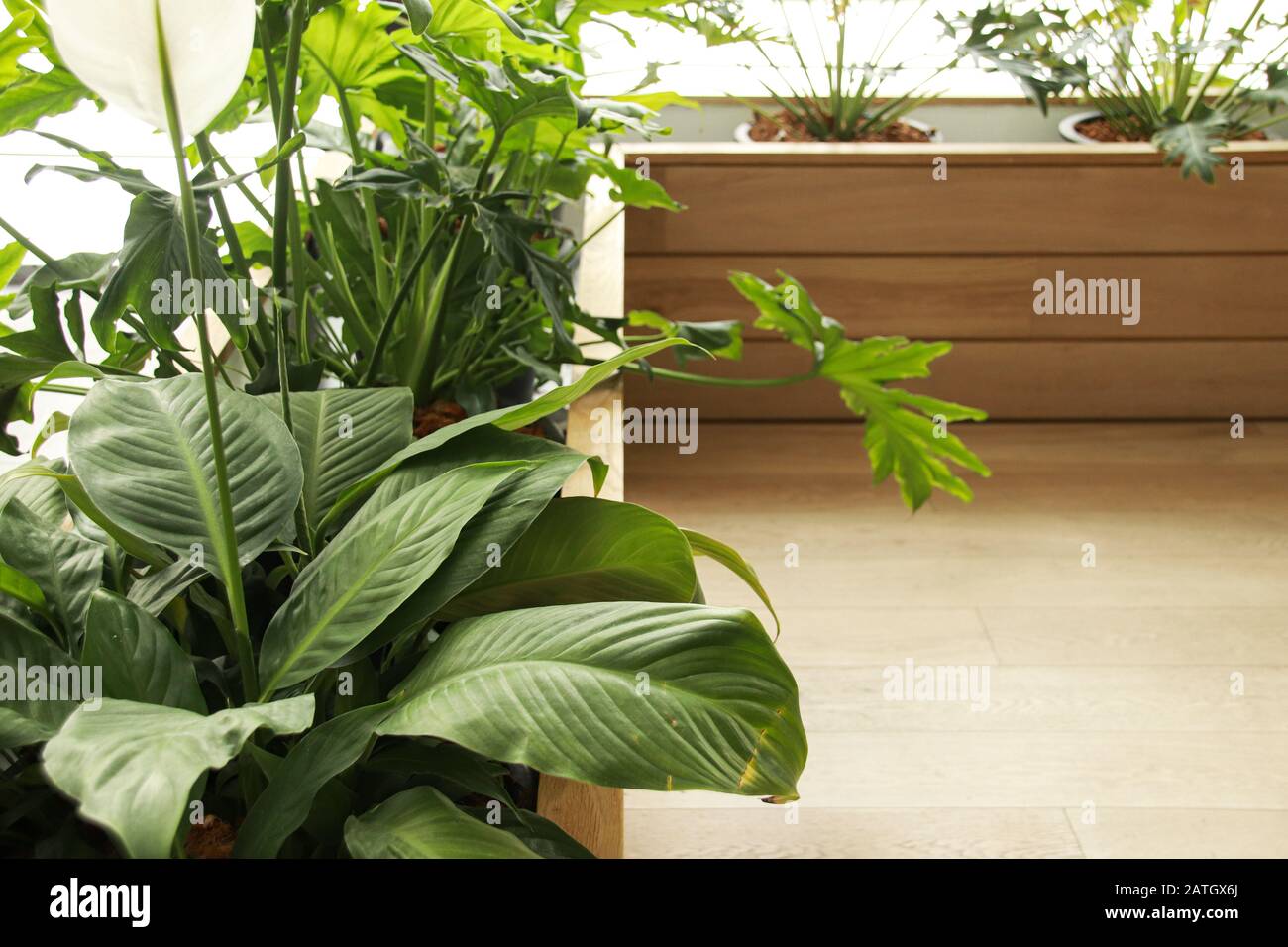Les usines de Philodendron qui sont un choix populaire pour la décoration de la maison pour le printemps ou pour créer un espace de maison neutre et relaxant Banque D'Images