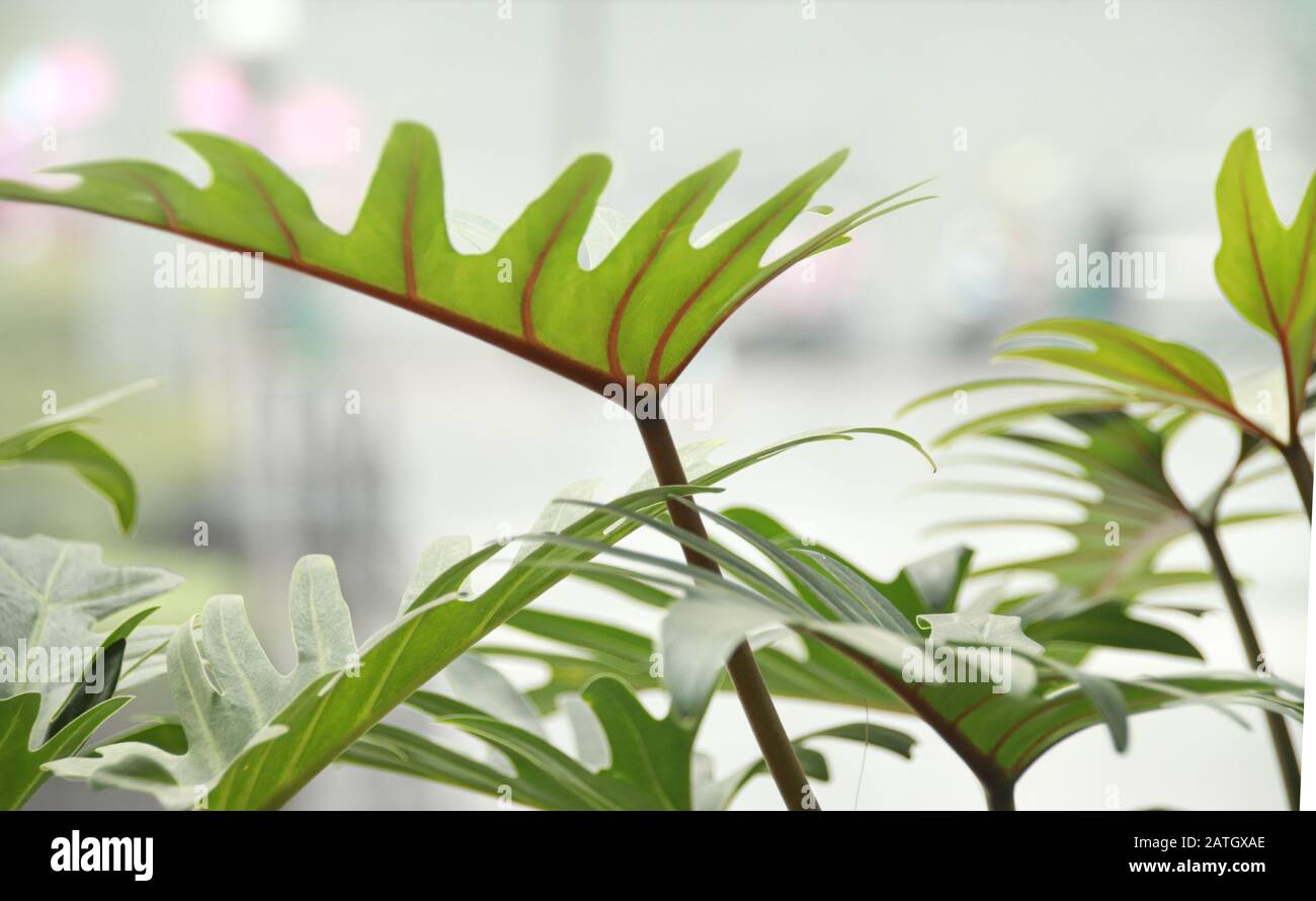 Les usines de Philodendron qui sont un choix populaire pour la décoration de la maison pour le printemps ou pour créer un espace de maison neutre et relaxant Banque D'Images