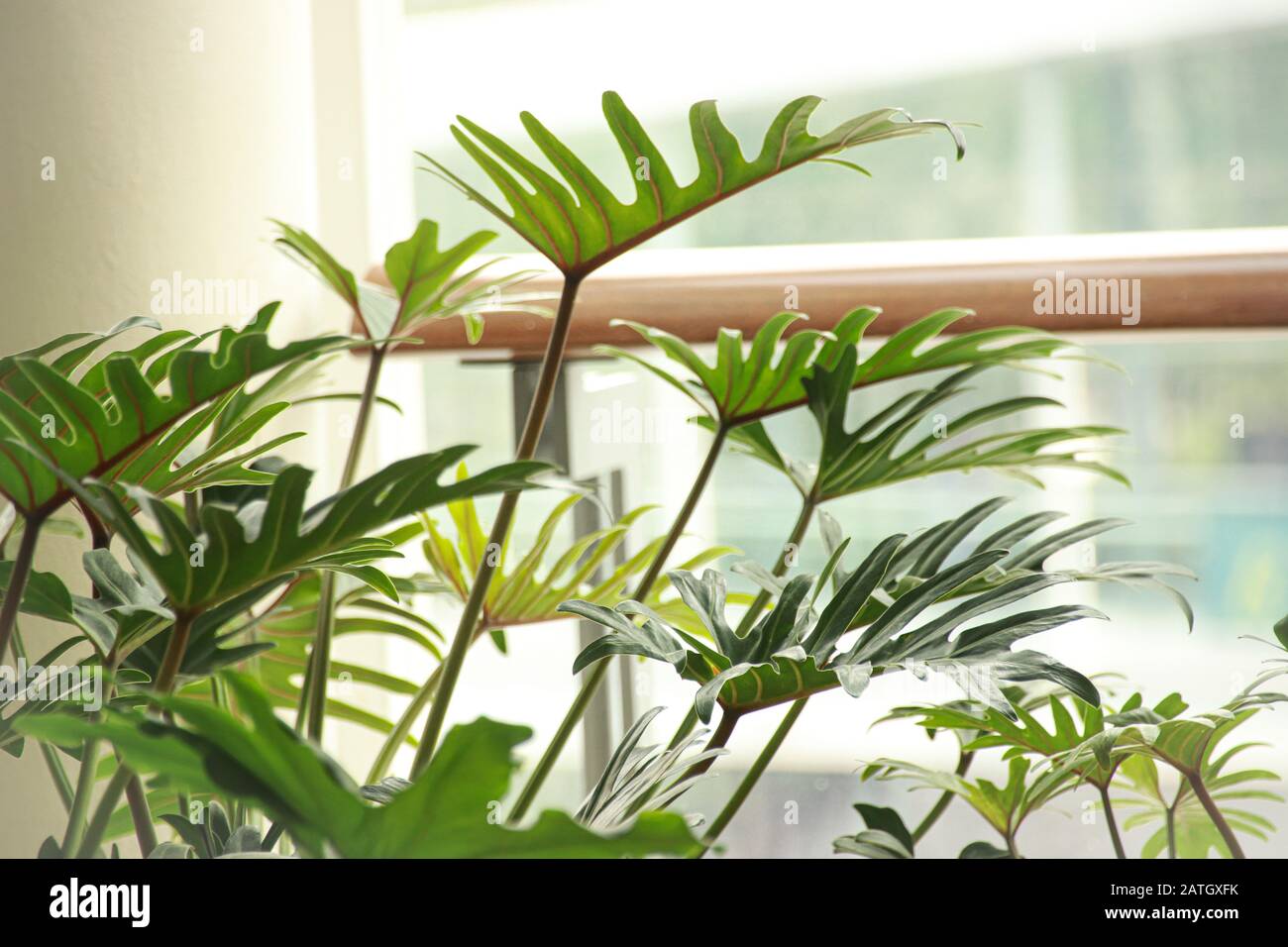 Les usines de Philodendron qui sont un choix populaire pour la décoration de la maison pour le printemps ou pour créer un espace de maison neutre et relaxant Banque D'Images