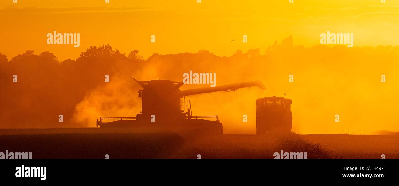 Moissonner la moissonneuse-batteuse dans un champ avec un tracteur au coucher du soleil. Beaucoup Hadham, Hertfordshire. ROYAUME-UNI Banque D'Images
