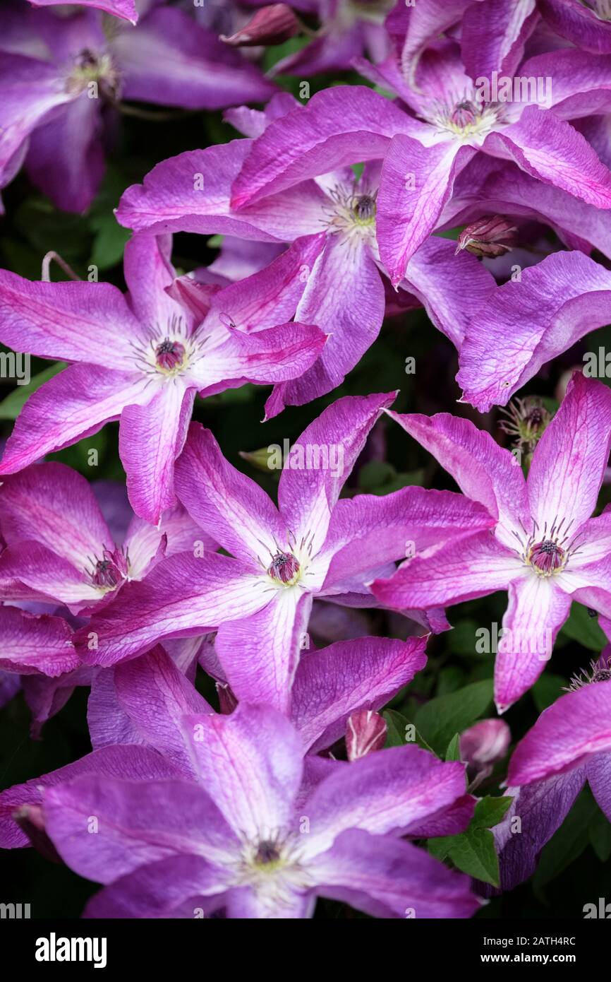 Gros plan sur les fleurs de Clematis viticella 'Venosa Violacea' ou plus  communément appelées les fleurs de Clematis 'Venosa Violacea' Photo Stock -  Alamy