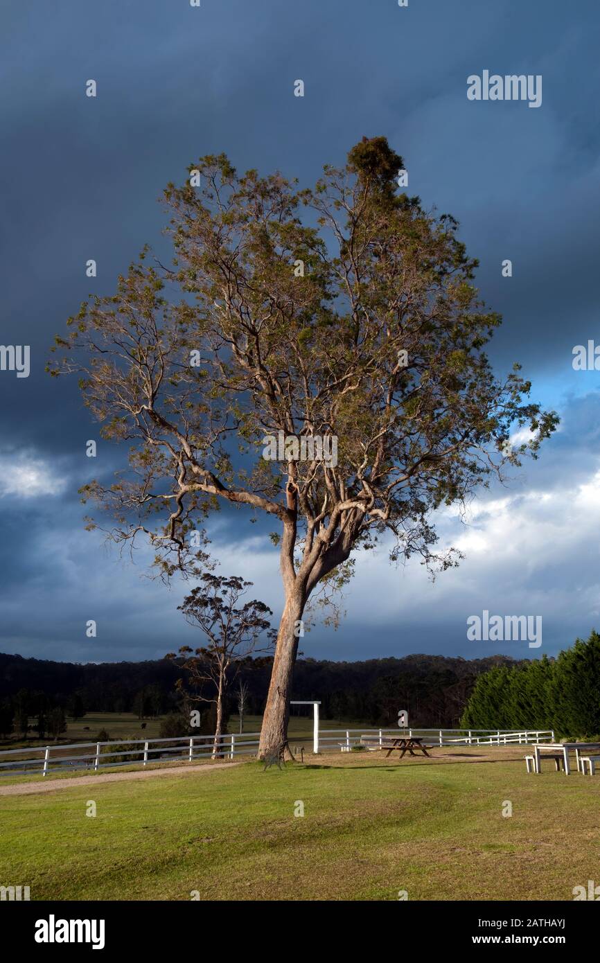 Mogo Australia, aire de pique-nique sous l'arbre d'eucalptus contre un ciel graniforme spectaculaire Banque D'Images