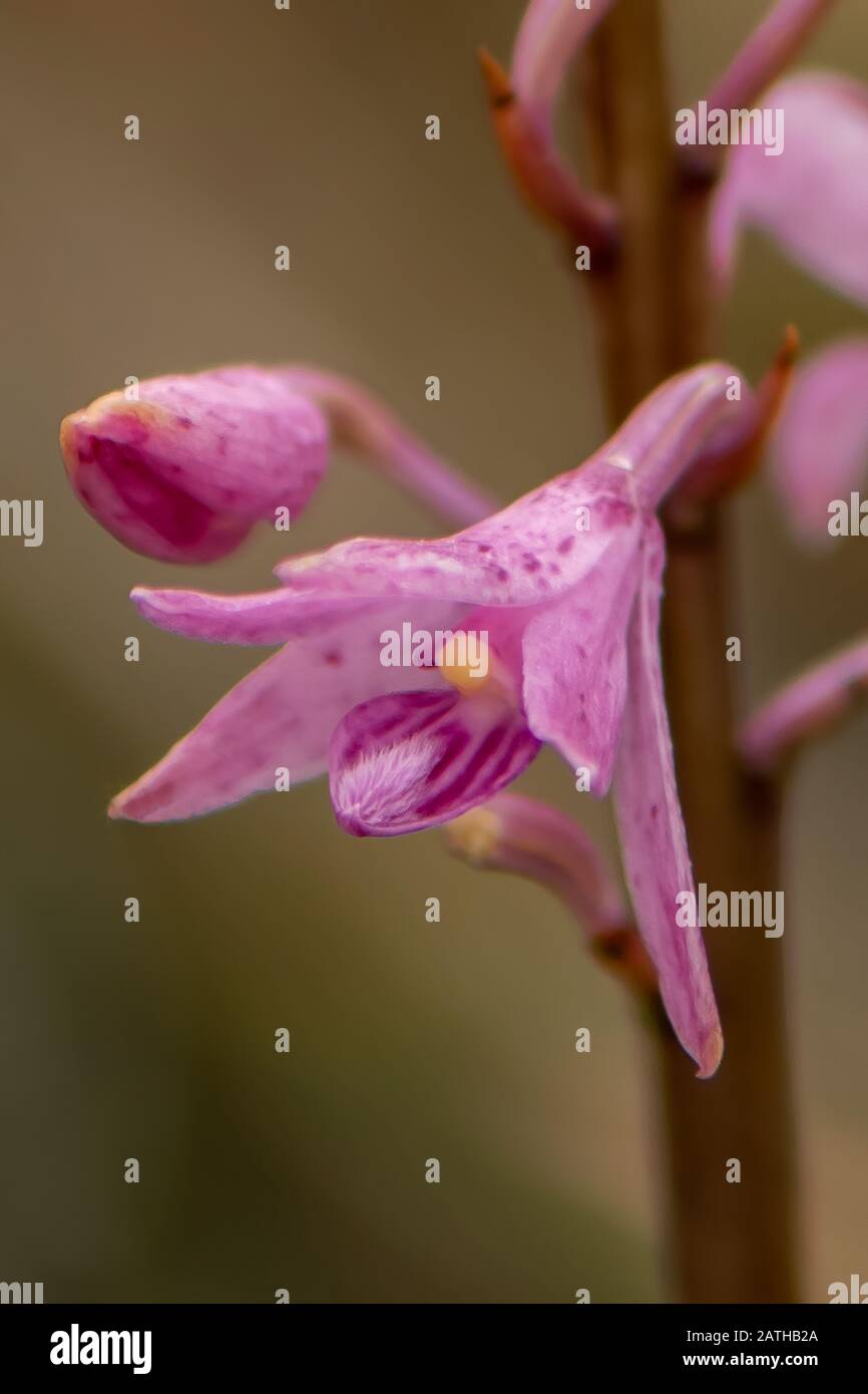 Dipodium Roseum, Orchidée En Jacinthe De Rosy Banque D'Images