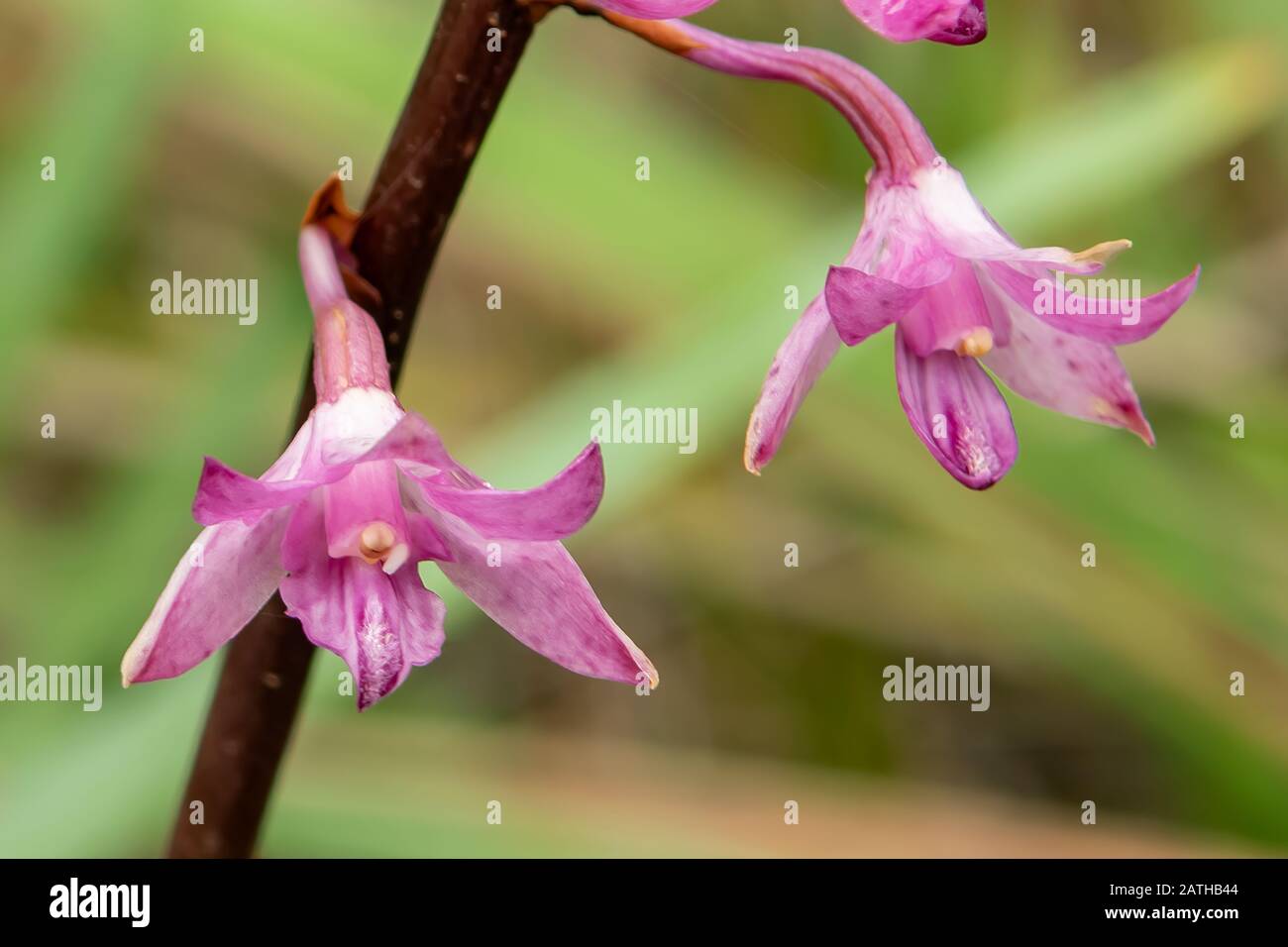 Dipodium Roseum, Orchidée En Jacinthe De Rosy Banque D'Images