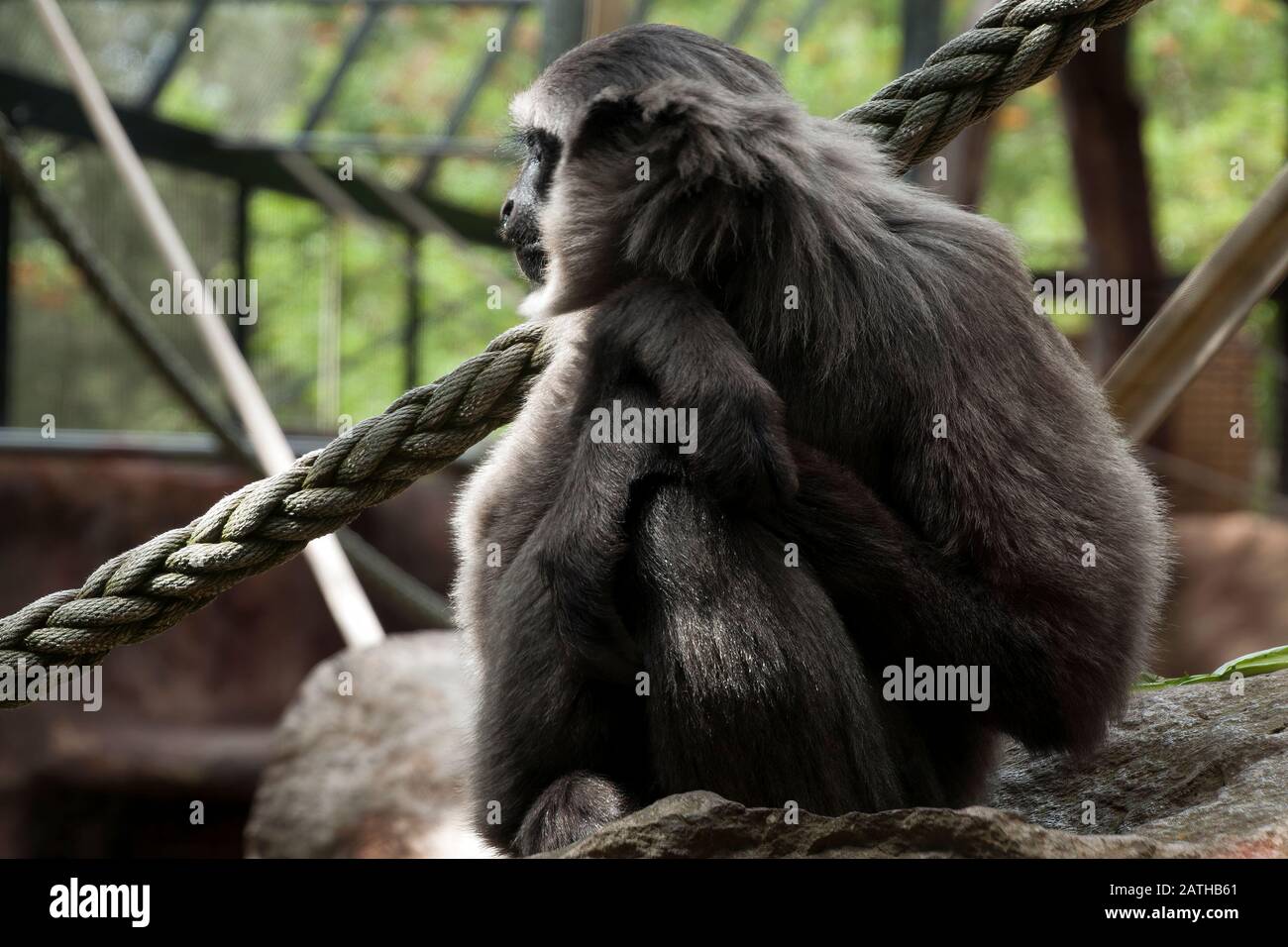 Mogo Australia, Silvery gibbon dans le profil en regardant dans la distance Banque D'Images