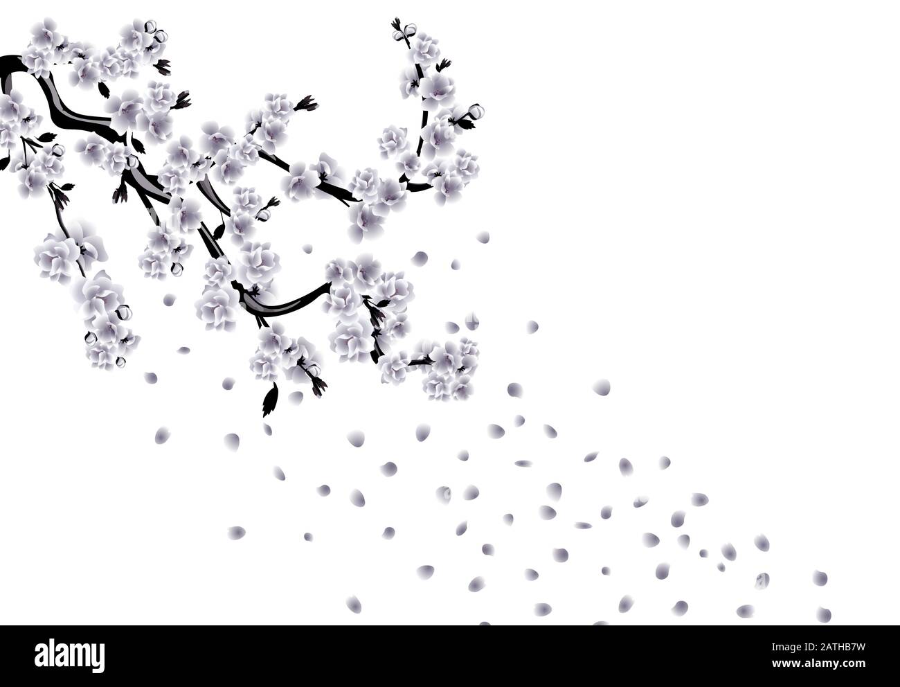 Dessin noir et blanc Sakura. Branches de cerisiers avec fleurs et