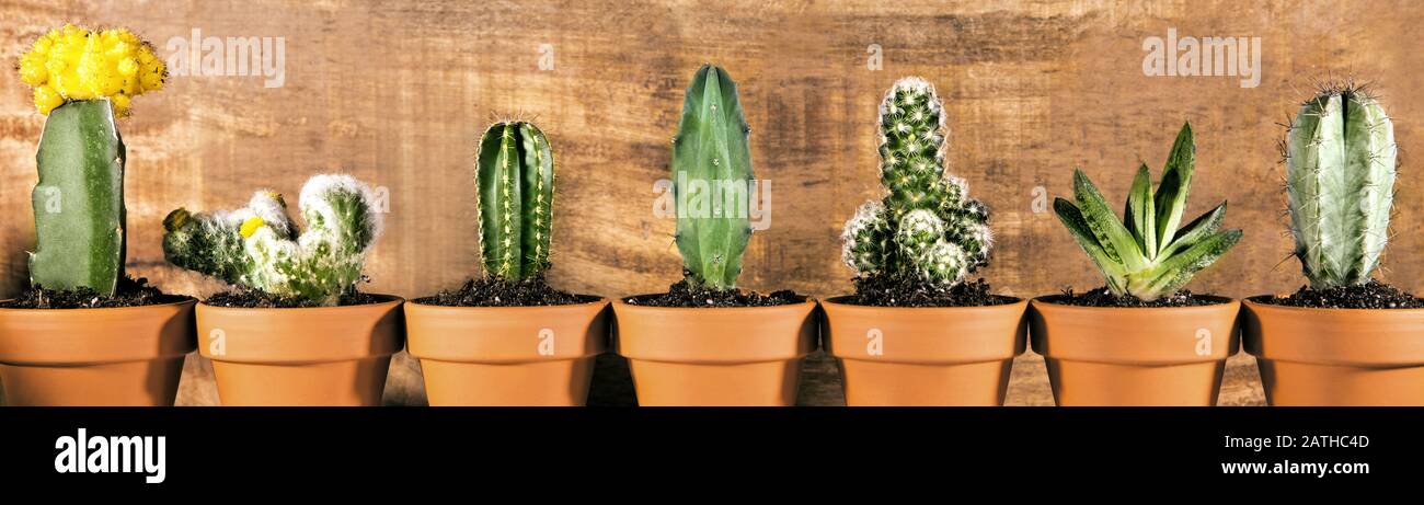 Panorama, différentes sortes de plantes de cactus devant le fond en bois, poté pour la décoration de maison Banque D'Images