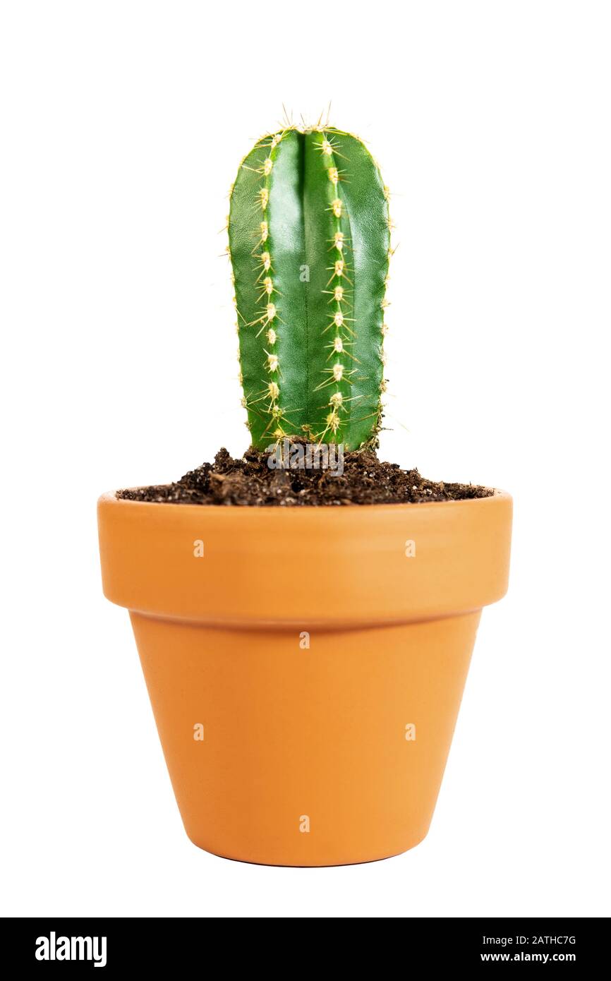 Cactus Cereus repandus en pot miniature ou cactus de pomme péruvien isolé sur fond blanc Banque D'Images