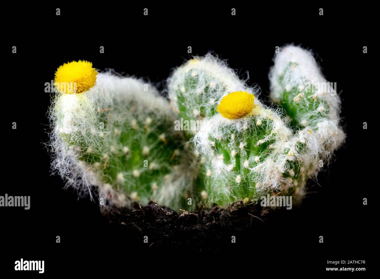 Cactus Austrocylindropuntia devant le fond noir, fleurs jaunes Banque D'Images