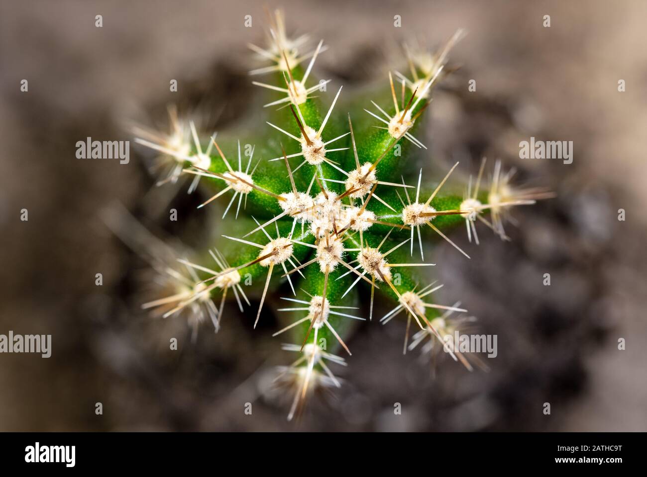 Topview du cactus de la pomme péruvienne cactus ou Cereus repandus, closeup, fond brun Banque D'Images