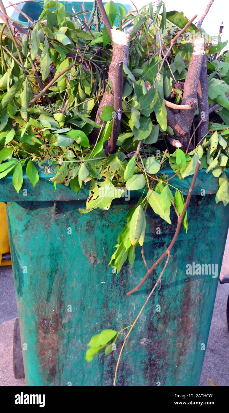 Un bac de recyclage vert complet, débordant de déchets de jardin sous forme de branches et de feuilles d'arbres coupés Banque D'Images