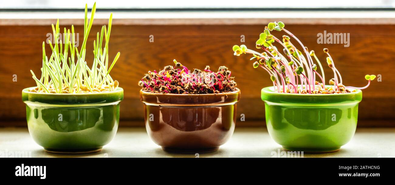 sill à la lumière du soleil avec trois pots et culture de microgreens, comme le radish de verger et l'orge Banque D'Images