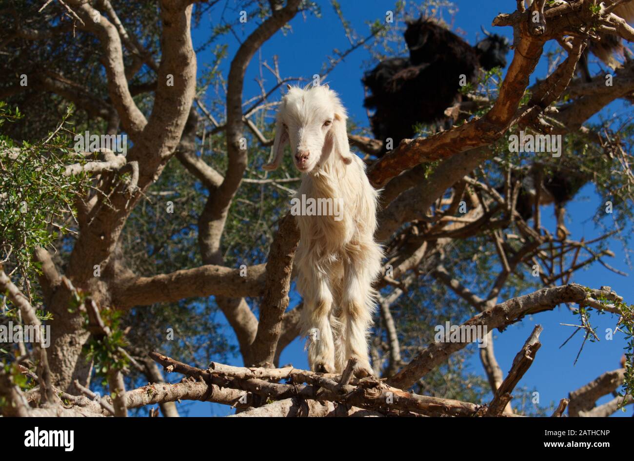 Un des célèbres chèvres d'escalade d'arbres du Maroc debout sur la branche d'un arbre d'Argan Banque D'Images
