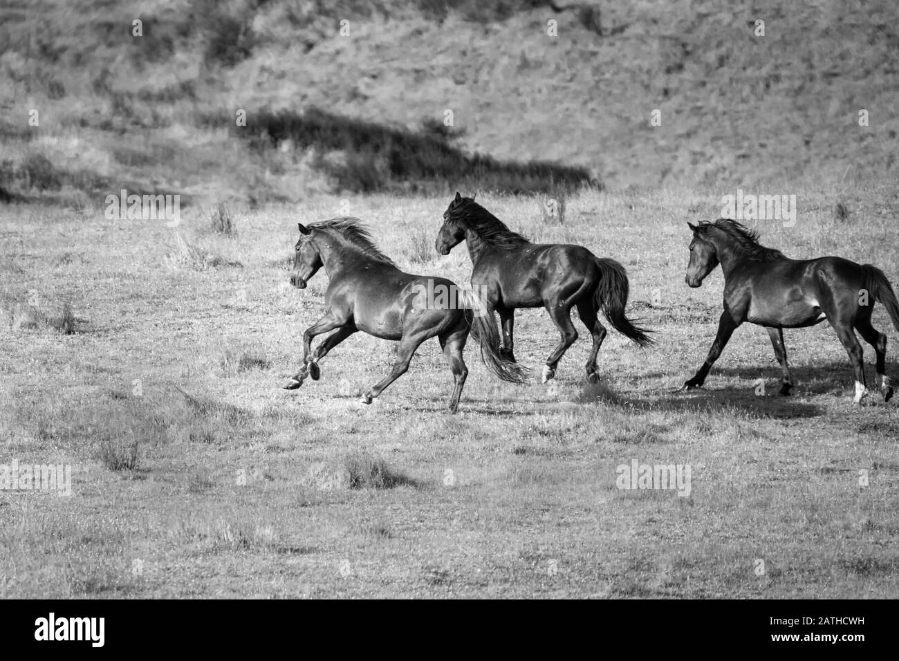 Trois Wild horses running Kaimanawa avec flying mane sur la prairie verte Banque D'Images