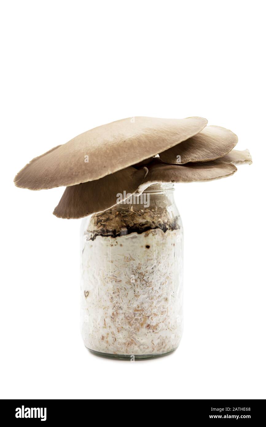 champignons huître qui poussent sur un contenant de lunettes, fongiculture à la maison, isolés sur blanc Banque D'Images