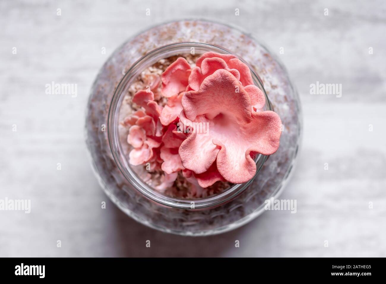 Topview, champignons d'huîtres roses qui poussent sur des verres contenant, la sylviculture maison et la ferme Banque D'Images