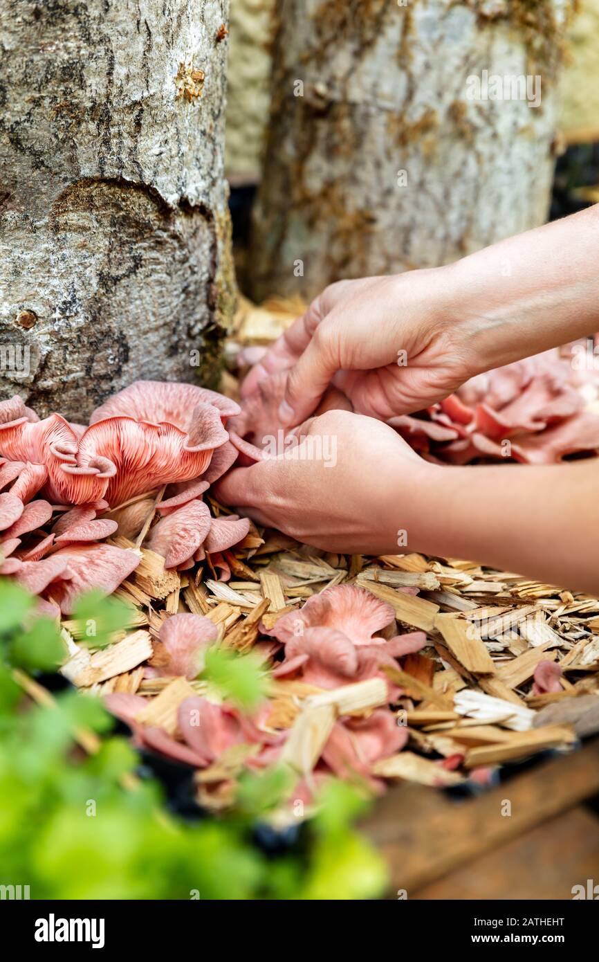 Récolte et agriculture de Pleurotus djamor, élevage de champignons et de sylviculture, la femme choisit Banque D'Images